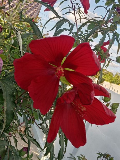 - HIBISCUS MOSCHETUOS