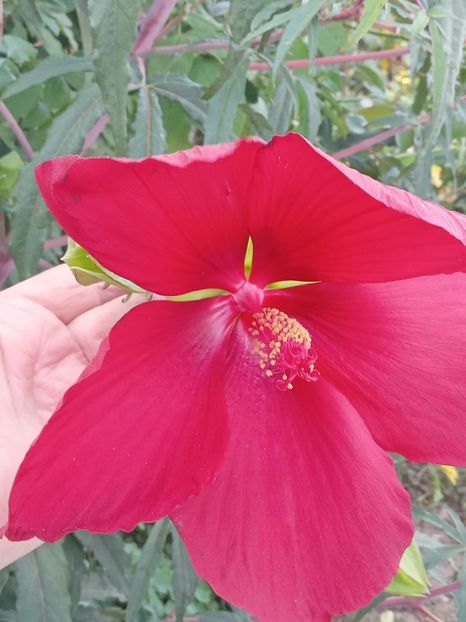  - HIBISCUS MOSCHETUOS