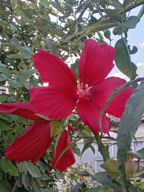  - HIBISCUS MOSCHETUOS