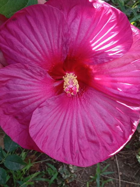  - HIBISCUS MOSCHETUOS