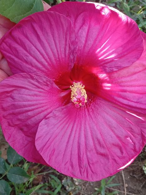  - HIBISCUS MOSCHETUOS