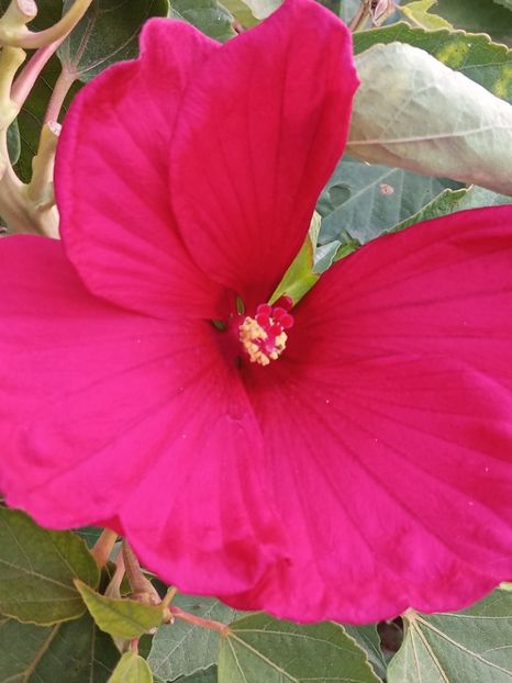  - HIBISCUS MOSCHETUOS