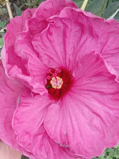  - HIBISCUS MOSCHETUOS