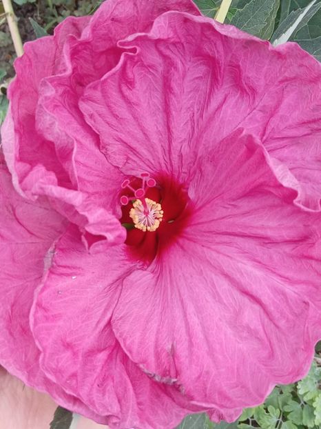  - HIBISCUS MOSCHETUOS