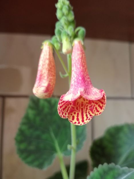 Nefertiti - Smithianthe