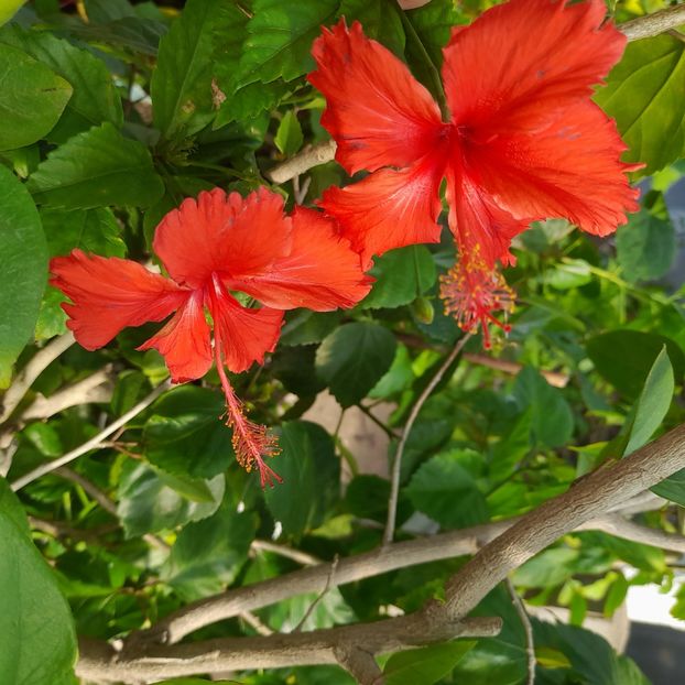 27.09.2025 - HIBISCUSI 2025-5