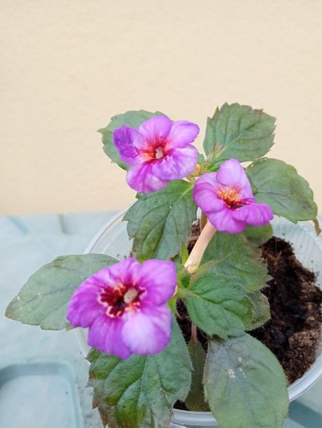 Argentina - - - - 2025