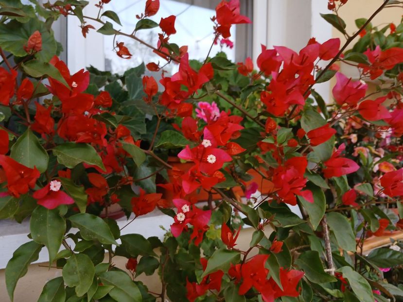  - Bougainvillea