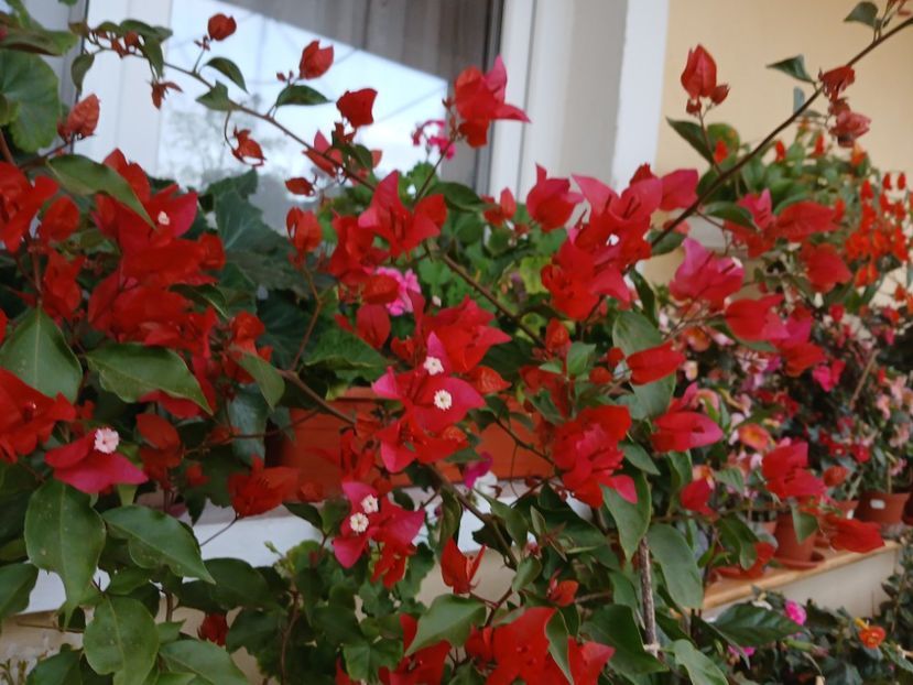  - Bougainvillea