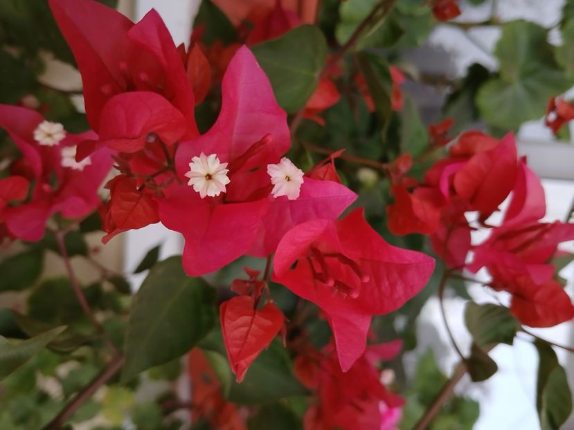  - Bougainvillea