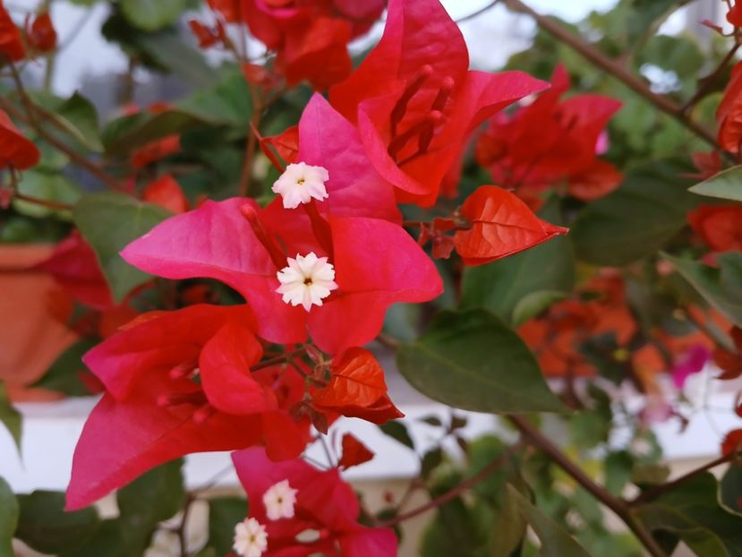  - Bougainvillea