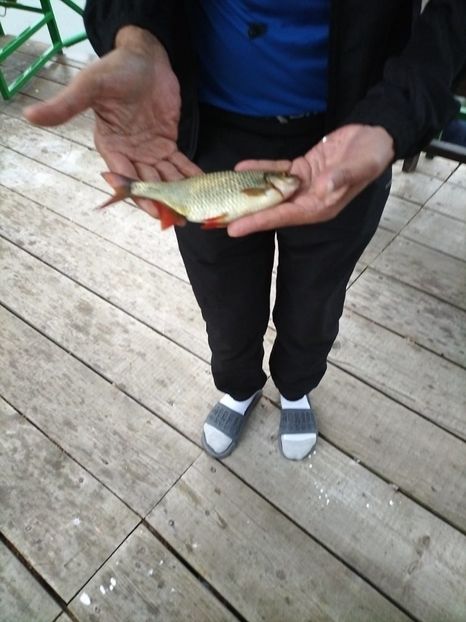 Imagine WhatsApp 2025-05-22 la 20.16.31_627e4cf4 - 2025 Delta Dunării 22 MAI