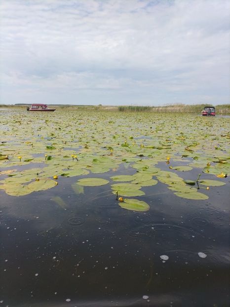 Imagine WhatsApp 2025-05-24 la 10.47.01_898d1c9e - 2025 Delta Dunării 22 MAI