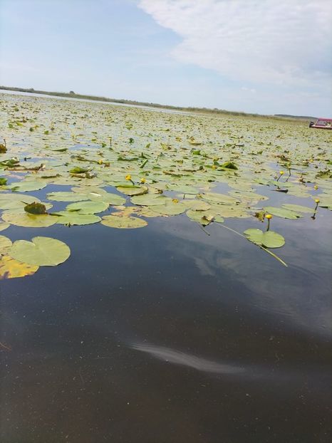 Imagine WhatsApp 2025-05-24 la 10.47.19_2eed4971 - 2025 Delta Dunării 22 MAI