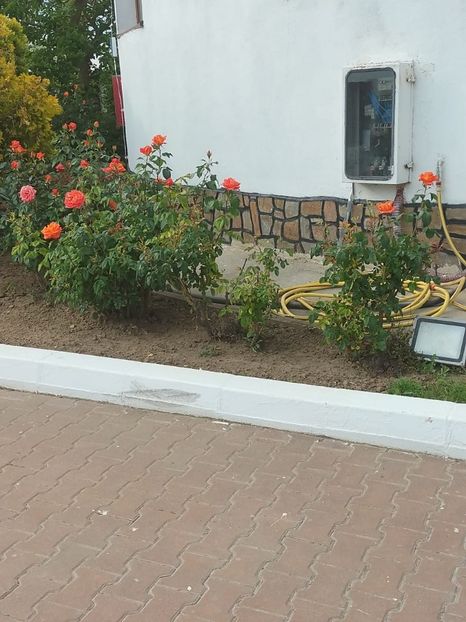 Imagine WhatsApp 2025-05-24 la 17.39.09_660a298a - 2025 Delta Dunării 22 MAI