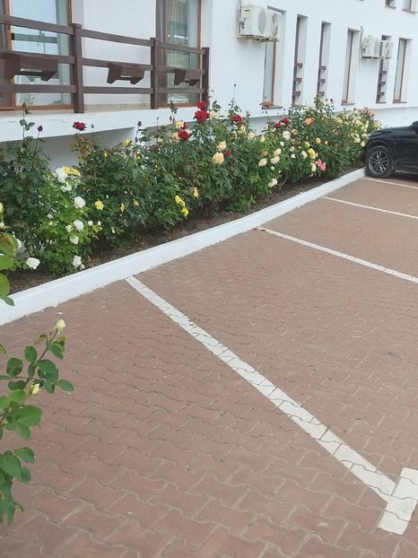 Imagine WhatsApp 2025-05-24 la 17.39.37_f94481ec - 2025 Delta Dunării 22 MAI