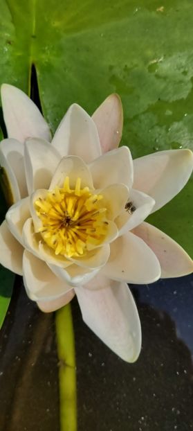 Imagine WhatsApp 2025-05-25 la 05.55.56_6fe849fd - 2025 Delta Dunării 22 MAI