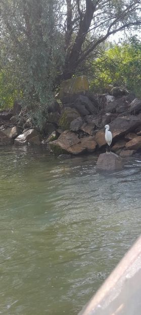 Imagine WhatsApp 2025-05-25 la 16.15.14_baaff57a - 2025 Delta Dunării 22 MAI