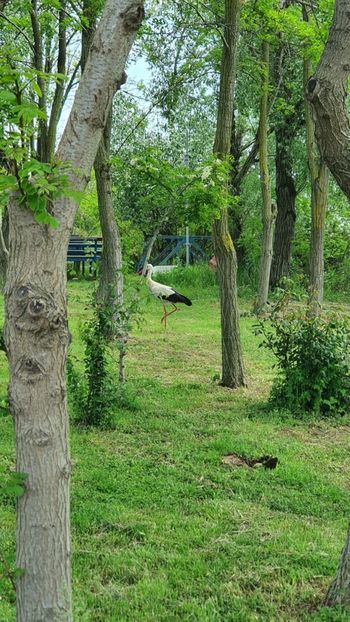 Imagine WhatsApp 2025-05-26 la 18.31.50_961f2d48 - 2025 Delta Dunării 22 MAI