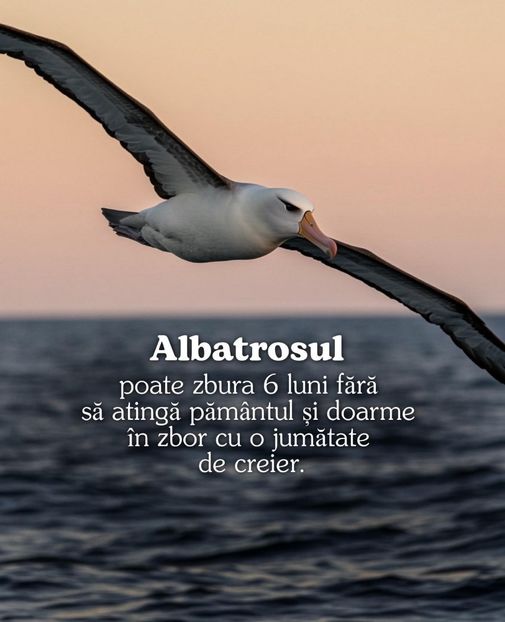 Imagine WhatsApp 2025-05-27 la 10.45.25_2f72f654 - 2025 Delta Dunării 22 MAI