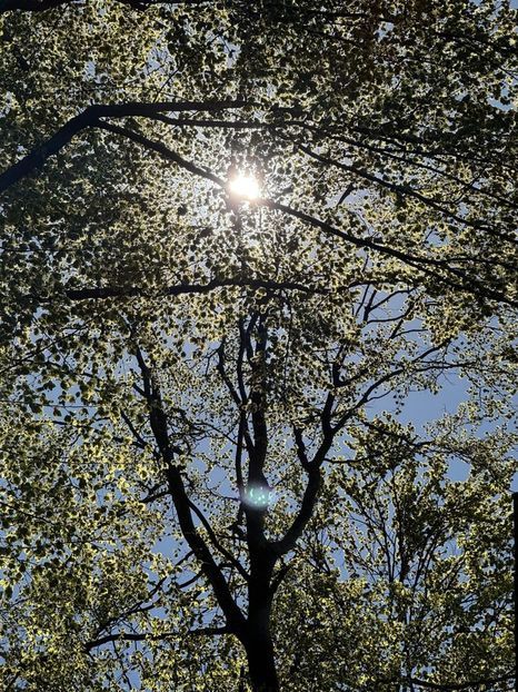 Imagine WhatsApp 2025-04-28 la 11.39.51_db69886c - 2025 MarcThomas BUCOVINA 26 april