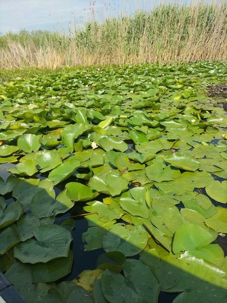 Imagine WhatsApp 2025-05-24 la 10.51.44_3590ee6b - 2025 Delta Dunării 22 MAI