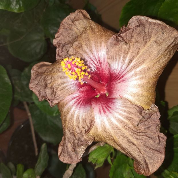 28.09.2025 - HIBISCUSI 2025-5