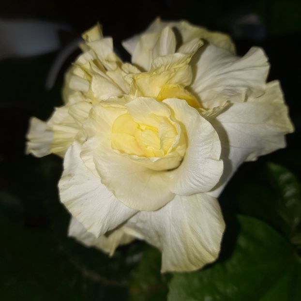  - White Kona