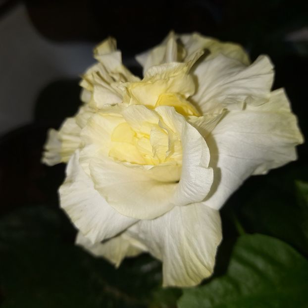  - White Kona