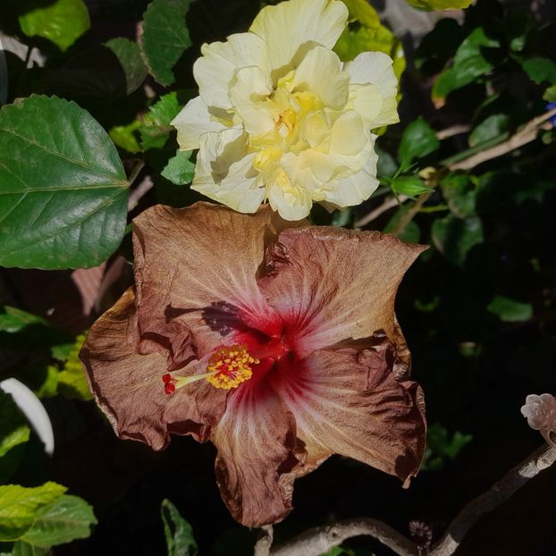  - White Kona
