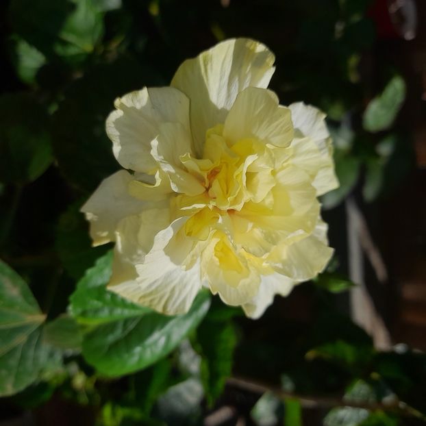  - White Kona