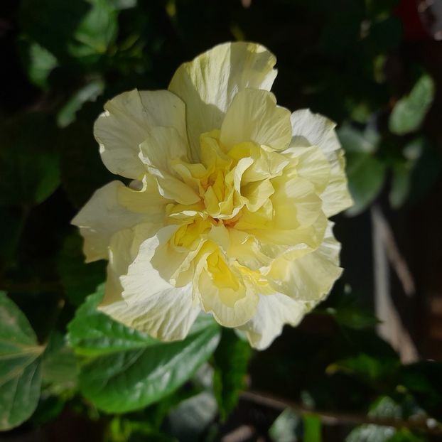  - White Kona