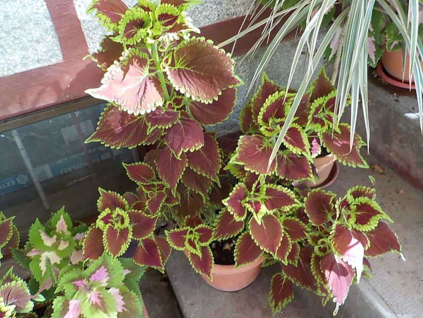  - coleus