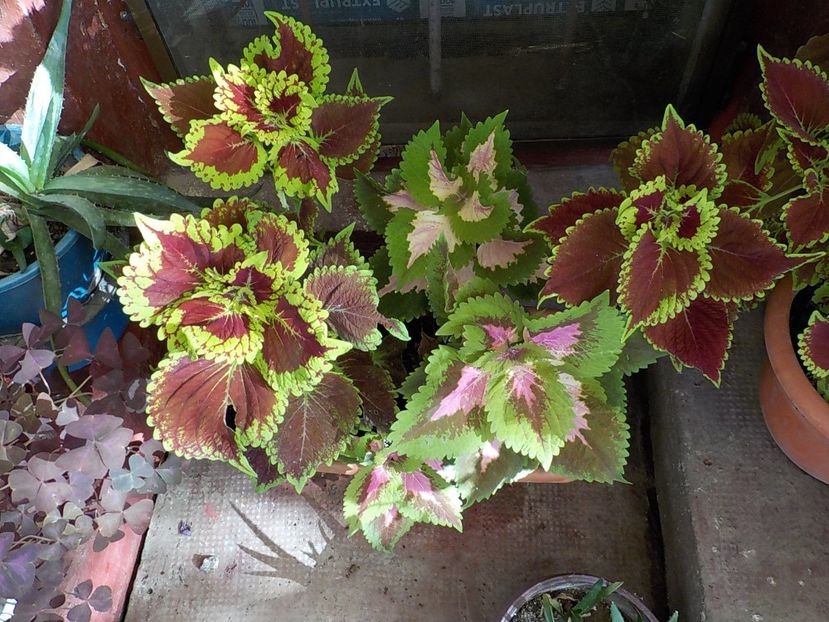  - coleus
