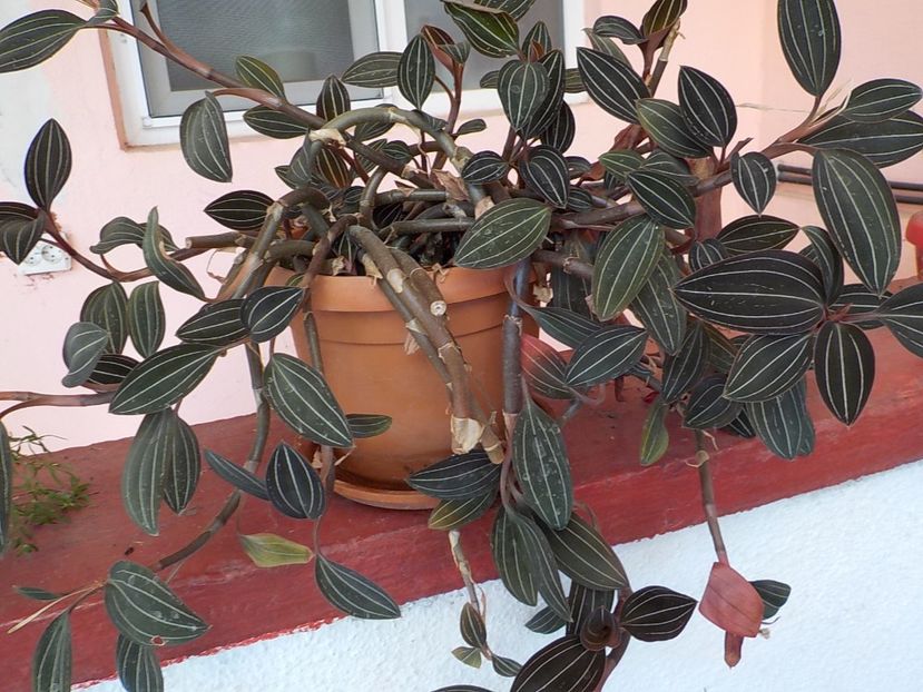  - ludisia discolor