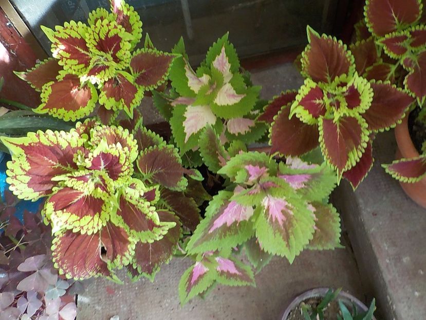  - coleus