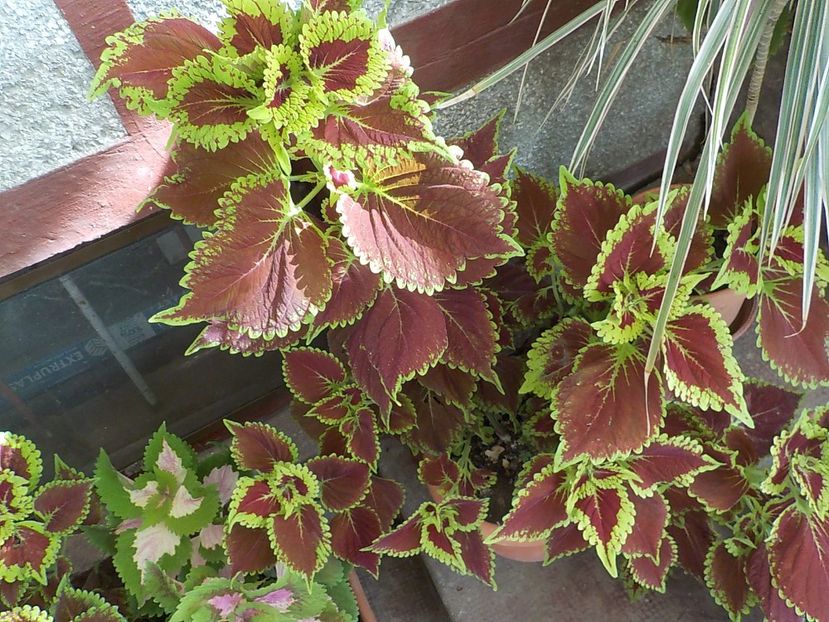  - coleus