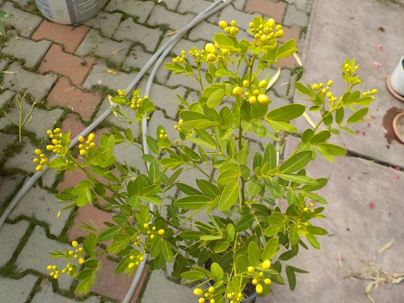  - cassia-frunza de catifea