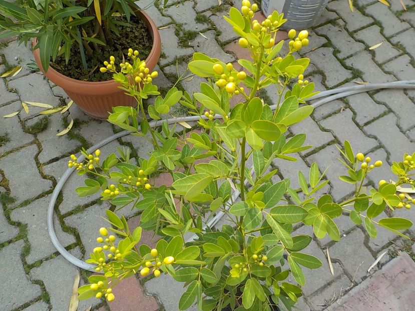  - cassia-frunza de catifea