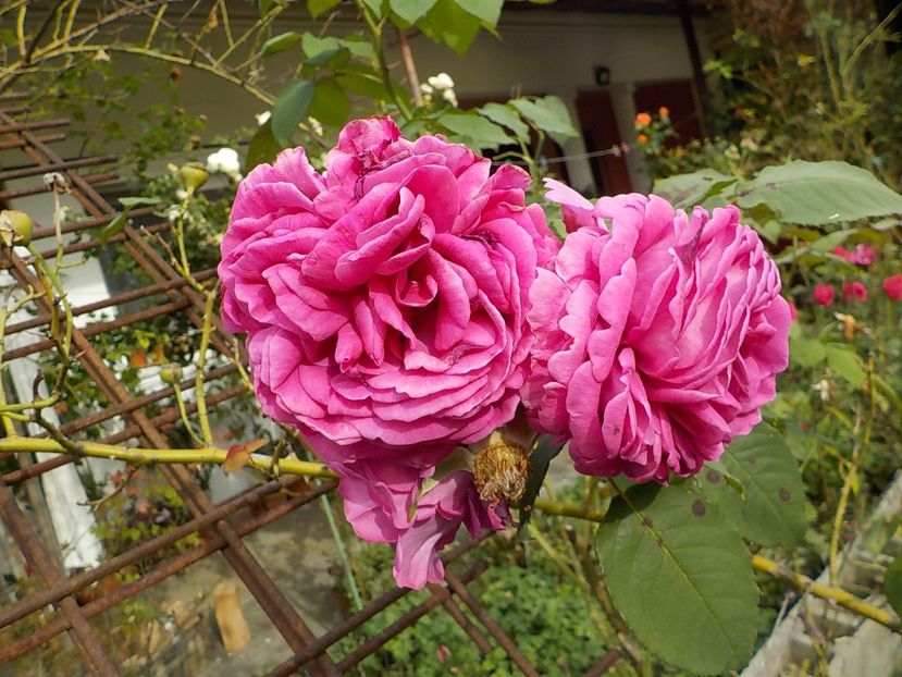  - trandafiri pentru dulceata