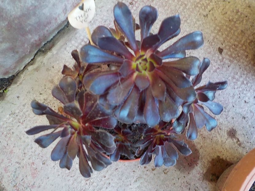  - aeonium arboreum
