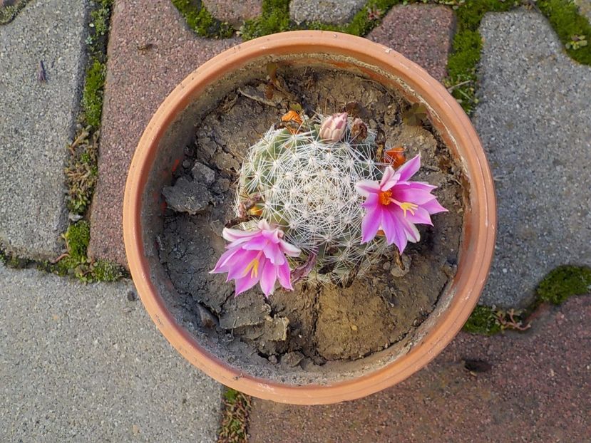  - mammillaria spinosisima