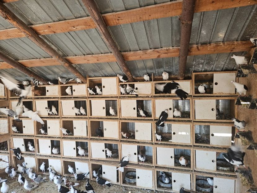  - 1936 Binu Ionel Coman