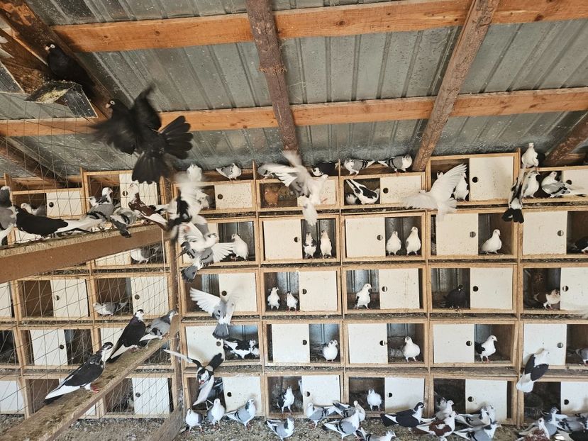  - 1936 Binu Ionel Coman