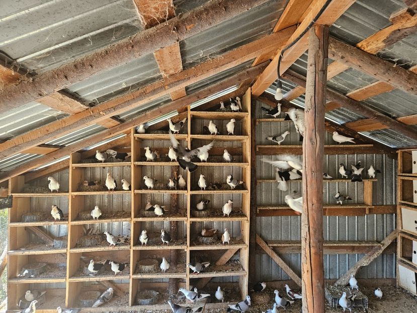  - 1936 Binu Ionel Coman