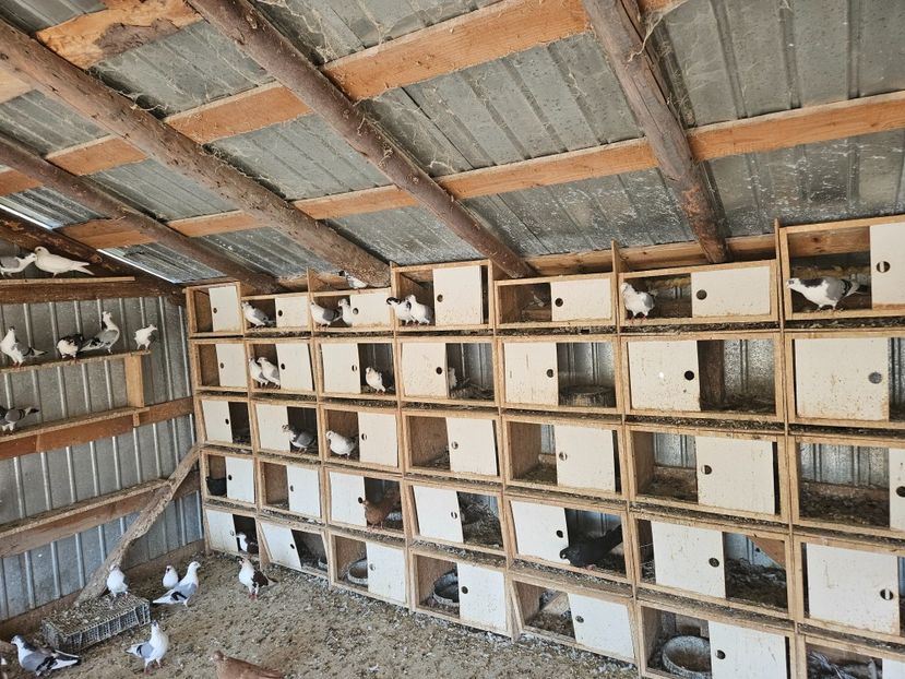  - 1936 Binu Ionel Coman