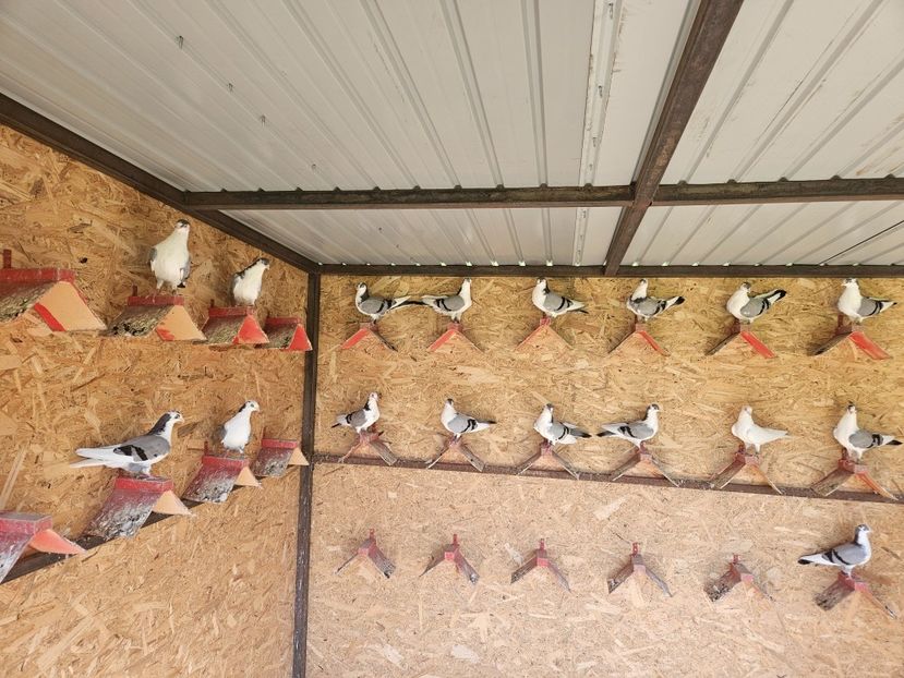  - 1937 Antonio Matei