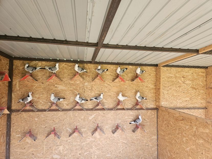  - 1937 Antonio Matei