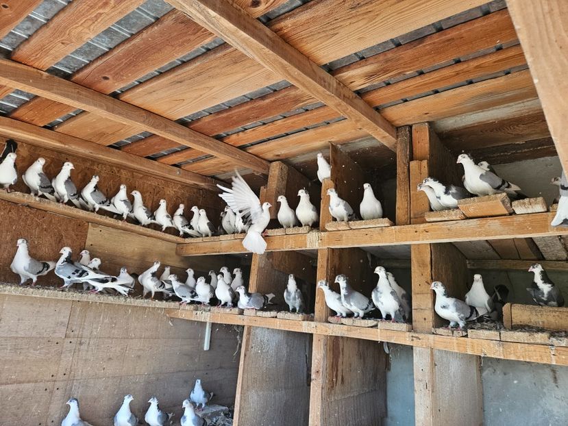  - 1938 Adrian Margarit