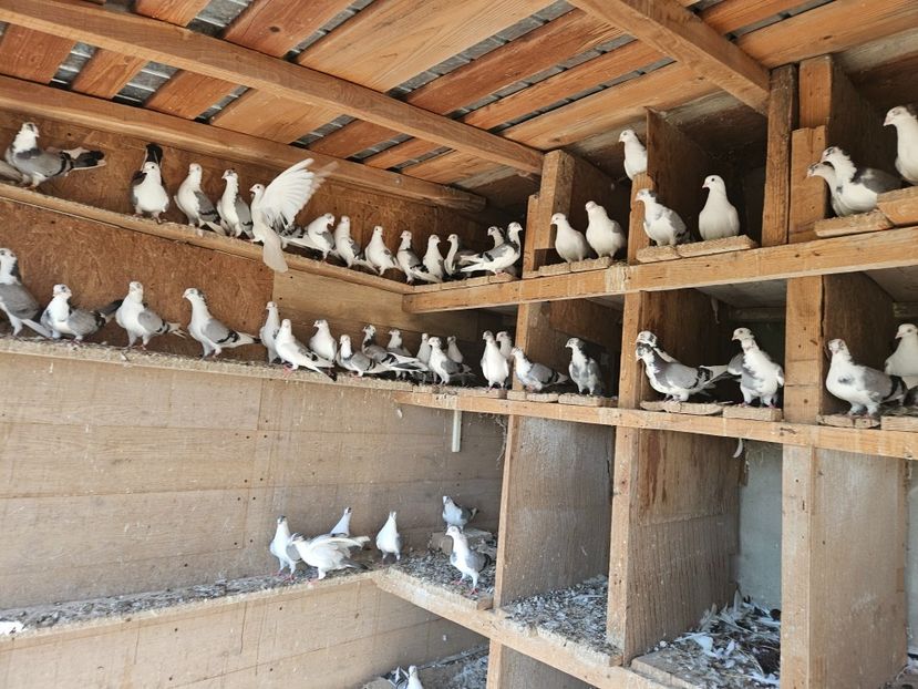  - 1938 Adrian Margarit